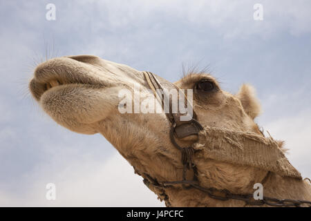 Dromedario, cammello arabo, Camelus dromedarius, Egitto, Dahschur, ritratto, Foto Stock