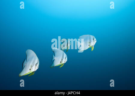 Lunga pinna di pesce bat, Platax teira, Maldive, nord atollo di Ari, Foto Stock