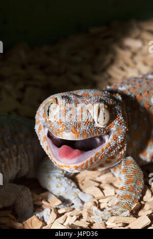 Tokkee, Gekko gecko, Indonesia, Papua occidentale, Misool, Foto Stock