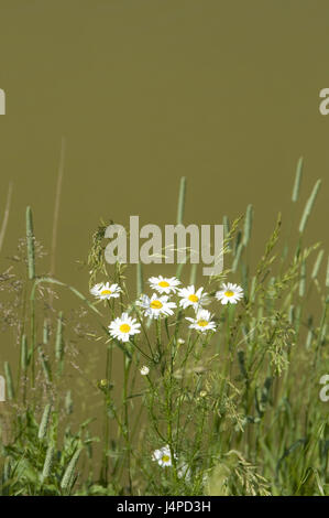 Flower meadow, erba, margine di riti, estate, Foto Stock