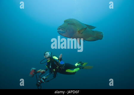 Subacqueo e Napoleone Lippfisch, Cheilinus undulatus, Maldive, Fishhead, nord atollo di Ari, Foto Stock