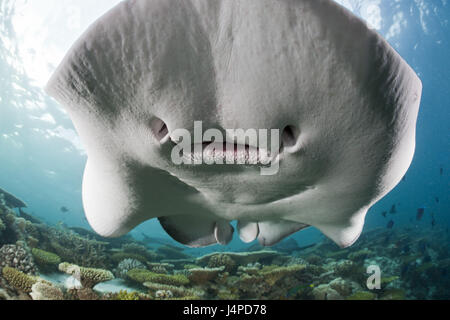 Chiazza di colore nero sting rays, Taeniura meyeni, Maldive, Ellaidhoo house reef, il nord atollo di Ari, Foto Stock