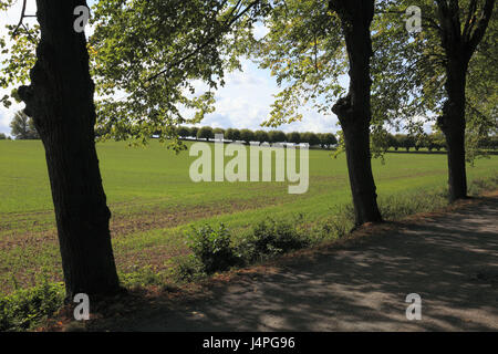 Germania, Klütz, angolo Klützer, castello Nordwestmecklen, Meclemburgo-Pomerania occidentale, albero serie, Foto Stock