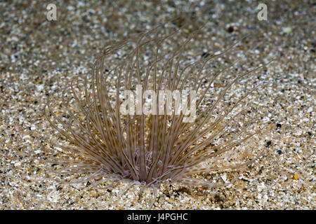 Cilindro rosa, Cerianthus membranaceus, fondali, Foto Stock