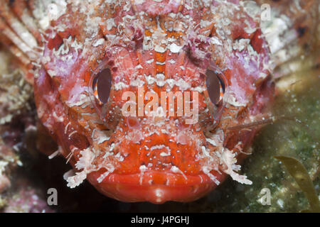 Piccolo rosso scorfano Scorpaena notata, medium close-up, Foto Stock