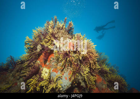 Subacqueo, Coral reef, Gorgonien, Paramuricea clavata, Tamariu, Costa Brava, il Mar Mediterraneo, Spagna, Foto Stock