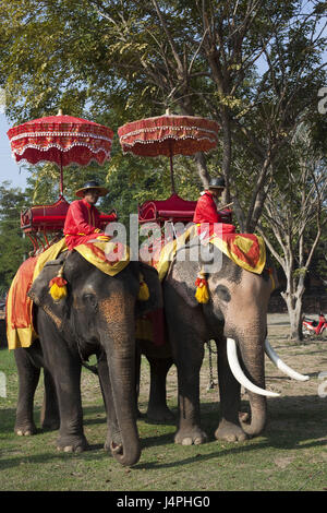 Thailandia, Ayutthaya, al parco storico di Ayutthaya, equitazione elefante, Foto Stock