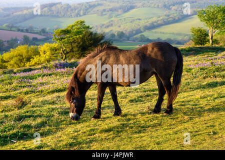 Un pony Exmoor sulla collina Cothelstone nelle colline di Quantock, Somerset, Inghilterra. Foto Stock