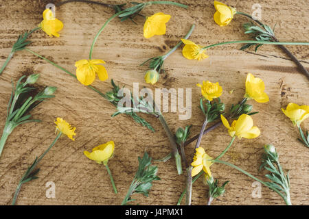 Renoncules su tavola in legno di quercia Foto Stock