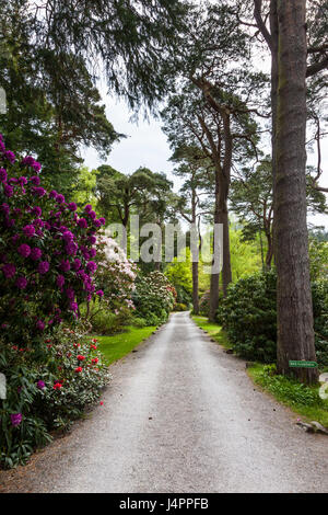 Il viale di ingresso attraverso i giardini di Mirehouse, Near Keswick, Lake District, Cumbria Foto Stock