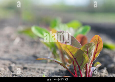 Close up dei nuovi organici chard piantine in una riga Foto Stock