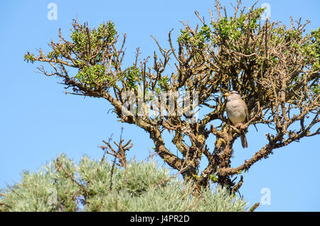 White Crowned sparrow seduta appollaiato su albero Foto Stock