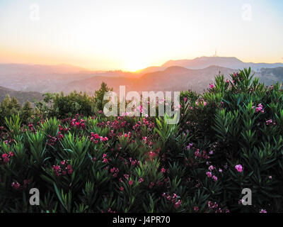Los Angeles, Stati Uniti d'America - 24 Maggio 2010: Hollywood Sign sulla collina durante il tramonto con morbida luce dorata dalla Griffith Observatory con fiori di colore rosa Foto Stock