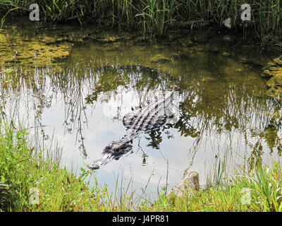 Alligatore in stagno in Everglades della Florida in agguato come Predator Foto Stock