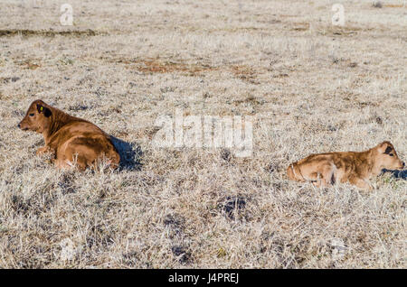 Due mucche marrone e vitello sdraiato nel fieno erba essiccata sul prato di campo in inverno Foto Stock