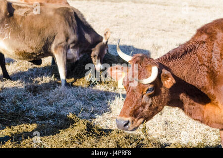 Primo piano di due mucche marrone e mangiare il fieno erba essiccata sul prato di campo in inverno con le corna ritorte deformato Foto Stock