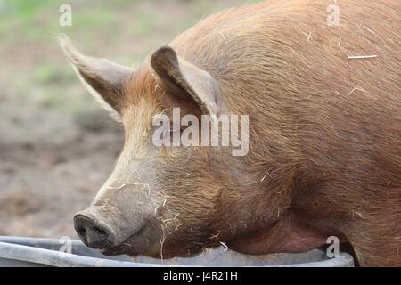 Poco suinetti fuori nel cortile di una fattoria Foto Stock