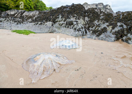 Pembrokeshire, Regno Unito. 13 Maggio, 2017. Gli sbarchi di massa enorme di canna medusa sono stati segnalati lavaggio fino su spiagge in tutta Pembrokeshire e Ceredigion. Questi dove avvistato al Saunderfoot, Pembrokeshire, Galles Credito: Derek Phillips/Alamy Live News Foto Stock