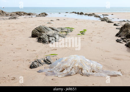 Pembrokeshire, Regno Unito. 13 Maggio, 2017. Gli sbarchi di massa enorme di canna medusa sono stati segnalati lavaggio fino su spiagge in tutta Pembrokeshire e Ceredigion. Questi dove avvistato al Saunderfoot, Pembrokeshire, Galles Credito: Derek Phillips/Alamy Live News Foto Stock