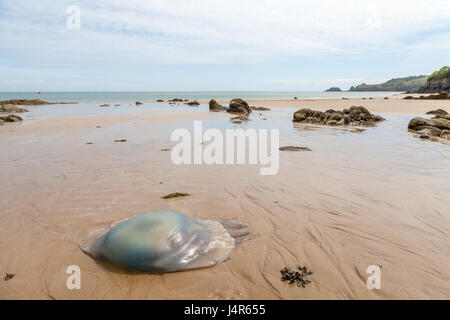 Pembrokeshire, Regno Unito. 13 Maggio, 2017. Gli sbarchi di massa enorme di canna medusa sono stati segnalati lavaggio fino su spiagge in tutta Pembrokeshire e Ceredigion. Questi dove avvistato al Saunderfoot, Pembrokeshire, Galles Credito: Derek Phillips/Alamy Live News Foto Stock