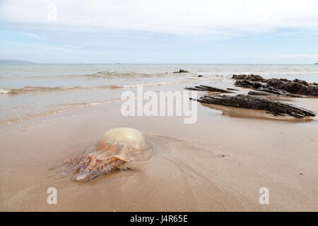 Pembrokeshire, Regno Unito. 13 Maggio, 2017. Gli sbarchi di massa enorme di canna medusa sono stati segnalati lavaggio fino su spiagge in tutta Pembrokeshire e Ceredigion. Questi dove avvistato al Saunderfoot, Pembrokeshire, Galles Credito: Derek Phillips/Alamy Live News Foto Stock