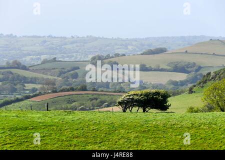 Bridport, Dorset, Regno Unito. 14 maggio 2017. Regno Unito Meteo. Vista attraverso le colline del West Dorset da Eype giù vicino a Bridport in Dorset su un warmy pomeriggio di sole guardando verso il Golden Cap. Photo credit: Graham Hunt/Alamy Live News Foto Stock