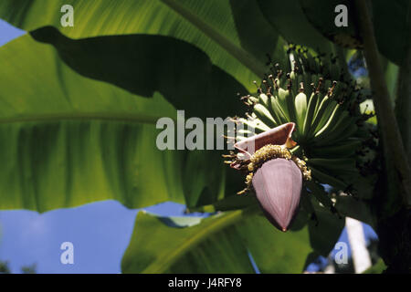 Costa Rica, Bribri, piante di banana, dettaglio Foto Stock