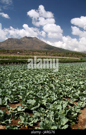 Indonesia, Bali, isola, Batursee, lago, Gunung Batur, Monte Batur, vulcano Crater Lake, scenario, Kedisan, agricoltura, Foto Stock