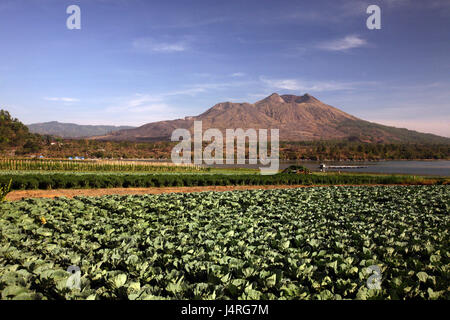 Indonesia, Bali, isola, Batursee, lago, Gunung Batur, Monte Batur, vulcano Crater Lake, scenario, Kedisan, agricoltura, Foto Stock