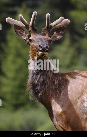 Wapiti cervi, Cervus canadensis, Manly, giovane animale, ritratto, con testa, vista attento, Canada, Alberta, Banff parco nazionale, Foto Stock