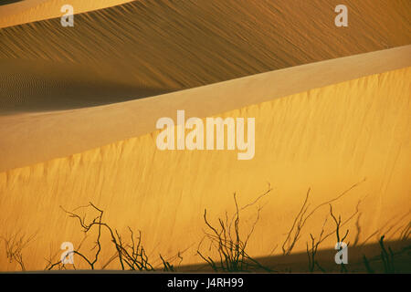 Dune, Medanos de Coro, natura, paesaggi, deserto, Busch, arbusto, deserto, sabbia, dune di sabbia, dune, Sandrippeln, Rippeln, dune collo, drily, secchezza, deserto secco, vita-hostilely, povertà idrica, calore animatamente, Sud America, Venezuela, Coro, Medanos de Coro, Foto Stock