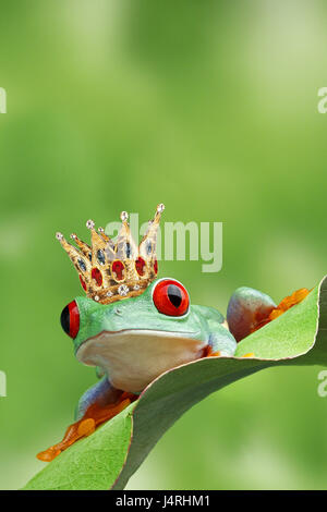 Occhi rossi fogliame rana, Golden crown, foglie, Foto Stock