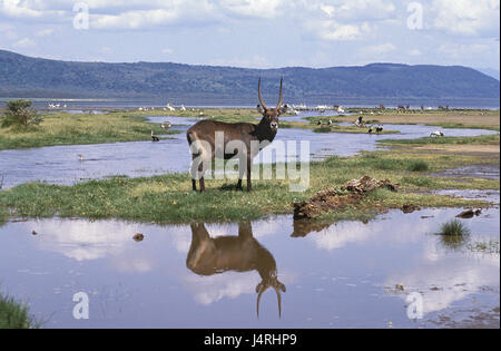 Defassa-acqua vaulting horse, Kobus ellipsiprymnus defassa, marsh, Kenya, Foto Stock