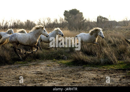 Cavalli Camargue, esegui si concentra, Saintes Marie De La Mer, Francia, Foto Stock