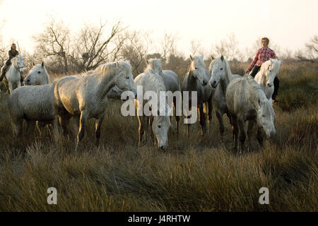 Cavalli Camargue, si concentra, Saintes Marie De La Mer, Francia, piloti, Foto Stock