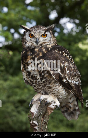 Capo gufo reale, bubo capensis, ramo, sedersi, Foto Stock