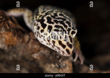 Il Leopard gecko, Eublepharis macularius, ritratto, Foto Stock