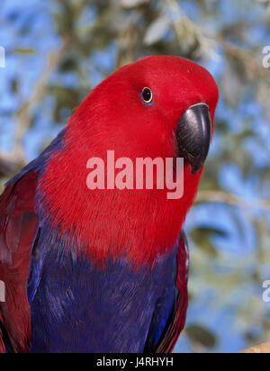 Nobile, Parrot Eclectus roratus, Femmina, ritratto, Foto Stock