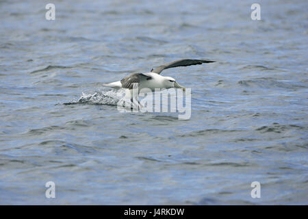 Timido albatross Thalassarche cauta atterraggio sul mare Nuova Zelanda Foto Stock