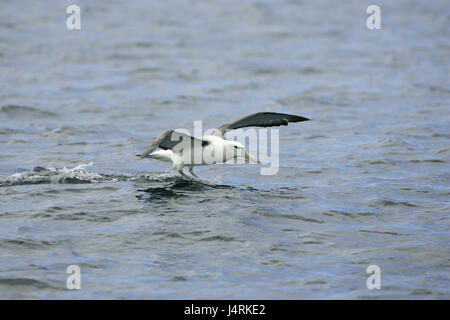 Timido albatross Thalassarche cauta atterraggio sul mare Nuova Zelanda Foto Stock