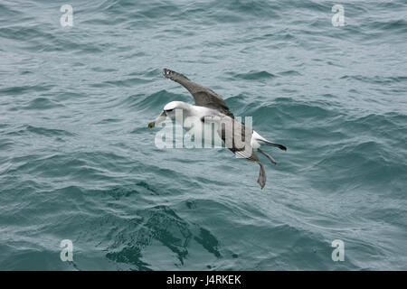 Timido albatross Thalassarche cauta atterraggio sul mare Nuova Zelanda Foto Stock