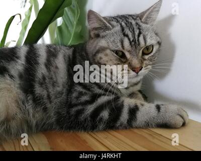 Carino gattino dorme sul divano Foto Stock