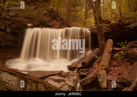 Ricketts Glen State Park, Benton, Pennsylvania, STATI UNITI D'AMERICA Foto Stock