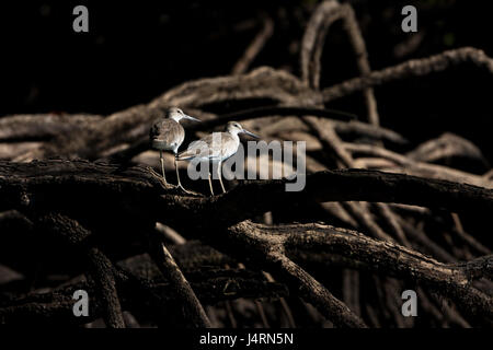 Willets, Tringa semipalmata, nella foresta di mangrovie al Golfo de Montijo, Pacific Coast, provincia di Veraguas, Repubblica di Panama. Foto Stock