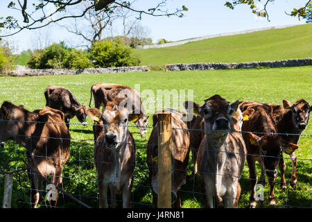 Curioso Guernsey vacche in un campo accanto a una strada vicino a Kendal, Lake District, Cumbria Foto Stock