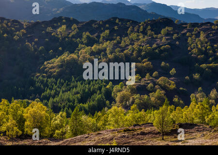 Sera La luce del sole su alberi su Holme cadde, visto da Tom altezze, nei pressi di Tarn Hows, Hawkshead, Lake District, Cumbria Foto Stock