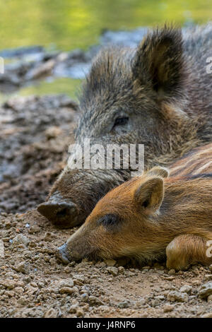 Il cinghiale (Sus scrofa) dormire a fianco a fianco con il maialino nel fango in primavera Foto Stock