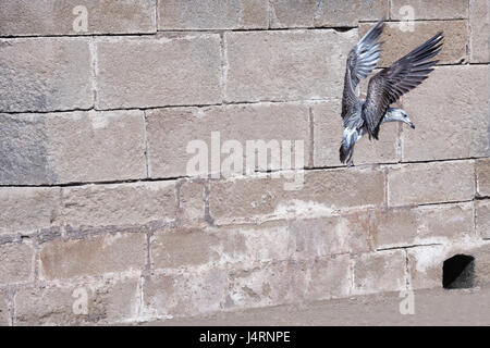 Seagull con spargere le ali contro un muro di mattoni. Foto Stock