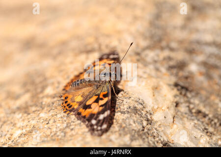 West coast lady butterfly, Vanessa annabella, in un giardino delle farfalle su un fiore in primavera nel sud della California, Stati Uniti d'America Foto Stock