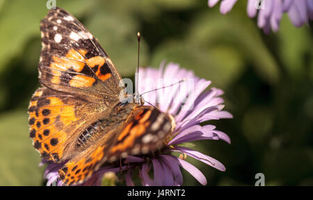 West coast lady butterfly, Vanessa annabella, in un giardino delle farfalle su un fiore in primavera nel sud della California, Stati Uniti d'America Foto Stock